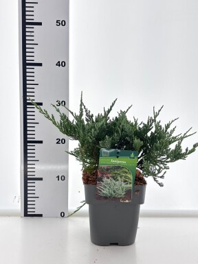 Juniperus horizontalis 'Blue Chip' busk 30-40 cm C2