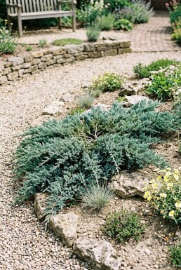 Juniperus horizontalis 'Icee Blue' busk 20-25 cm C2