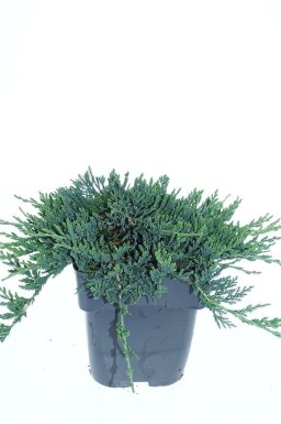 Juniperus horizontalis 'Wiltonii' busk 20-25 cm C2