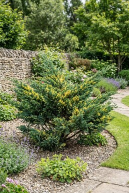 Juniperus pfitzeriana 'Blue and Gold' busk 20-25 cm C2