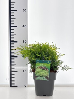 Juniperus pfitzeriana 'Gold Star' busk 20-25 cm C2