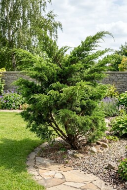 Juniperus pfitzeriana 'Mint Julep' busk 20-25 cm C2
