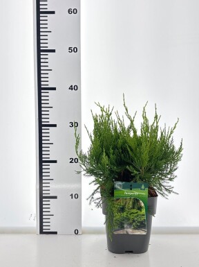 Juniperus pfitzeriana 'Mint Julep' busk 20-25 cm C2