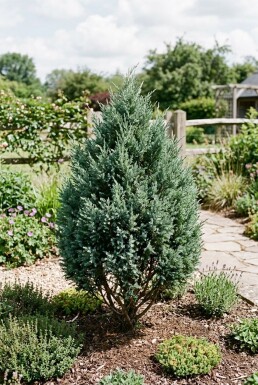Juniperus 'Blue Chiffon' busk C2