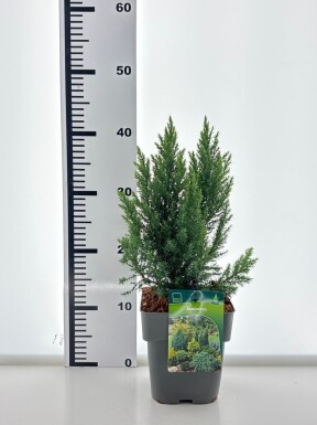 Juniperus 'Blue Chiffon' busk C2