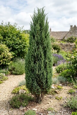 Juniperus communis 'Hibernica' busk 30-35 cm C2