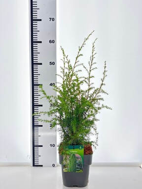 Juniperus communis 'Hibernica' busk 30-35 cm C2
