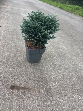 Chamaecyparis pisifera 'Filifera Nana' busk 25-30 cm C3