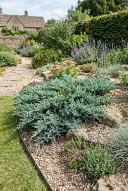 Juniperus horizontalis 'Blue Chip' busk 25-30 cm C3