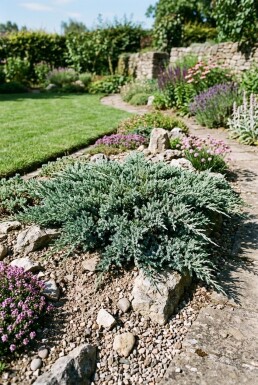 Juniperus horizontalis 'Blue Chip' busk 25-30 cm C3