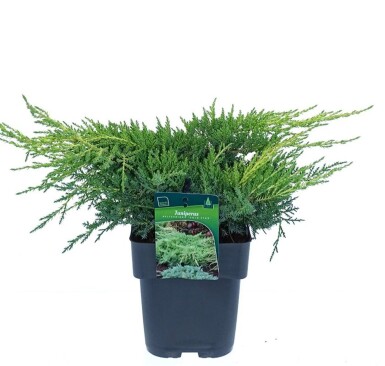 Juniperus pfitzeriana 'Gold Star' busk 25-30 cm C3