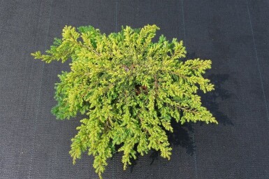 Juniperus communis 'Lemon Carpet' busk 30-35 cm C3