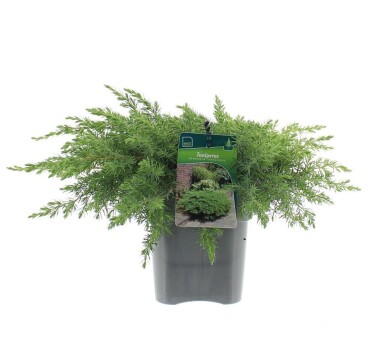Juniperus conferta 'Schlager' busk 30-35 cm C3