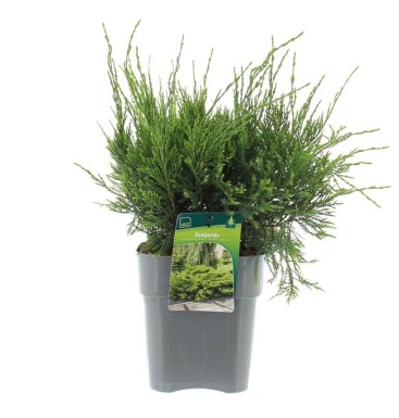 Juniperus pfitzeriana 'Mint Julep' busk 30-35 cm C3