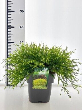 Cryptomeria japonica 'Kyara Gold' busk 30-40 cm C3