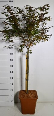 Acer palmatum 'Beni Maiko' på stamme 60 cm C15