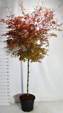 Acer palmatum 'Beni-maiko' på stamme 120 cm C35