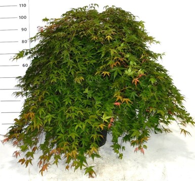 Acer palmatum 'Cascade Ruby' opstam 50 cm C35