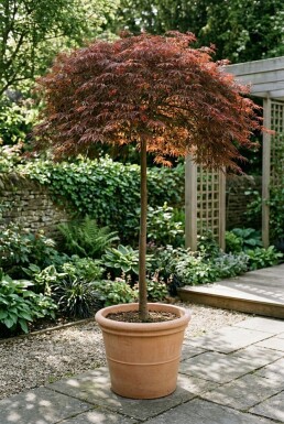 Acer palmatum 'Inaba-shidare' opstammet 150-175 cm C15