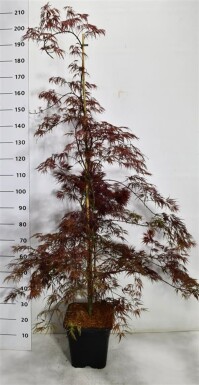 Acer palmatum 'Inaba-shidare' opstammet 150-175 cm C15