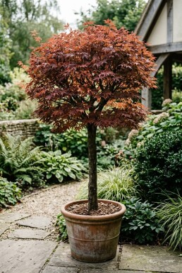 Acer palmatum 'Shaina' på stamme stammehøjde 60 cm C15