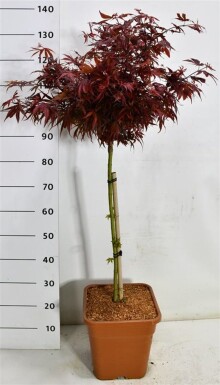 Acer palmatum 'Shaina' på stamme stammehøjde 60 cm C15