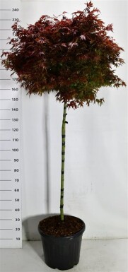 Acer palmatum 'Shaina' på stamme, stammehøjde 120 cm C35