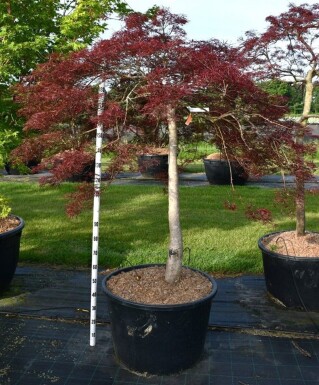 Acer palmatum 'Stella Rossa' på stamme 120 cm C160
