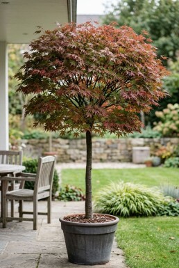 Acer palmatum 'Stella Rossa' på stamme 100 cm C180