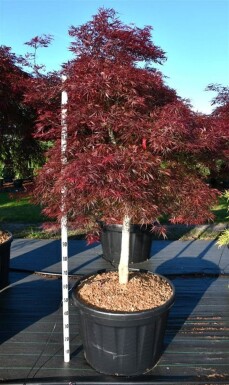 Acer palmatum 'Stella Rossa' på stamme 100 cm C180