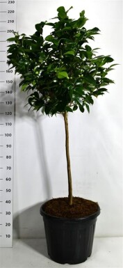 Camellia japonica 'Burnside' på stamme, stammehøjde 70-80 cm, C60