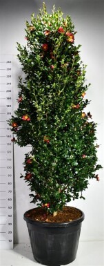 Camellia vernalis 'Yuletide' busk 200-225 cm C130