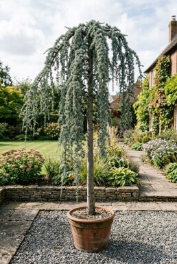 Cedrus atlantica 'Glauca Pendula' på stamme 120-140 cm C180