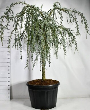 Cedrus atlantica 'Glauca Pendula' på stamme 120-140 cm C230
