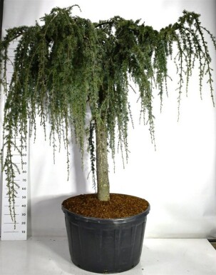 Cedrus atlantica 'Glauca Pendula' på stamme 110 cm C280