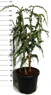 Cedrus atlantica 'Glauca Pendula' på stamme 30-40 cm stammehøjde C35