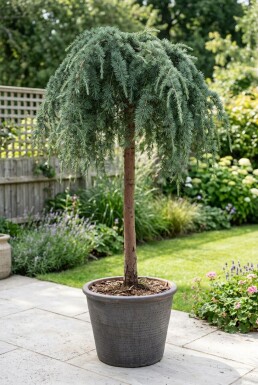 Cedrus deodara 'Feelin' Blue' på stamme, stammehøjde 60 cm C13