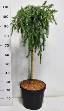 Cedrus deodara 'Feelin' Blue' på stamme, stammehøjde 60 cm C13