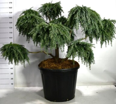 Cedrus deodara 'Feelin' Blue' bonsai 100-125 cm C130