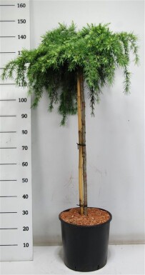 Cedrus deodara 'Feelin' Blue' på stamme 100 cm C18