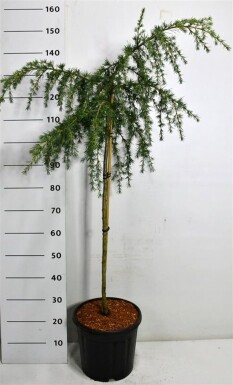 Cedrus deodara 'Feelin' Blue' opstam 80 cm C18