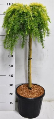 Cedrus deodara 'Lime Glow' på stamme, stammehøjde 60 cm, C13