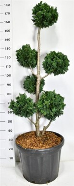 Chamaecyparis lawsoniana 'Wisselii' pompon 120-140 cm C45