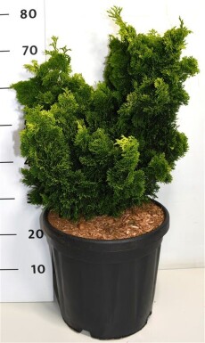 Chamaecyparis obtusa 'Aurora' busk 60-70 cm C18