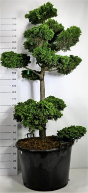 Chamaecyparis obtusa 'Contorta' bonsai 175-200 cm C160