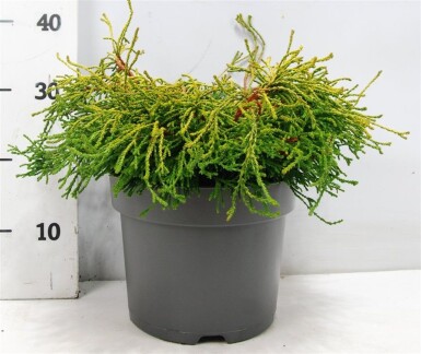 Chamaecyparis obtusa 'Gitte' busk 40-50 cm C7.5