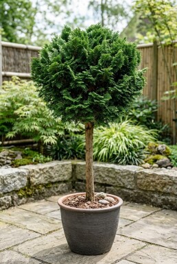 Chamaecyparis obtusa 'Nana Gracilis' på stamme 80 cm C18