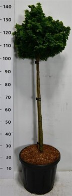 Chamaecyparis obtusa 'Nana Gracilis' på stamme 80 cm C18