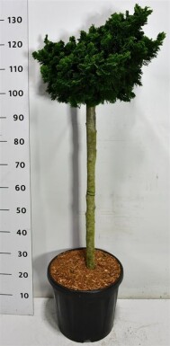 Chamaecyparis obtusa 'Nana Gracilis' på stamme 90 cm C18