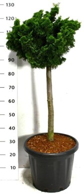 Chamaecyparis obtusa 'Nana Gracilis' på stamme stammehøjde 60 cm C25